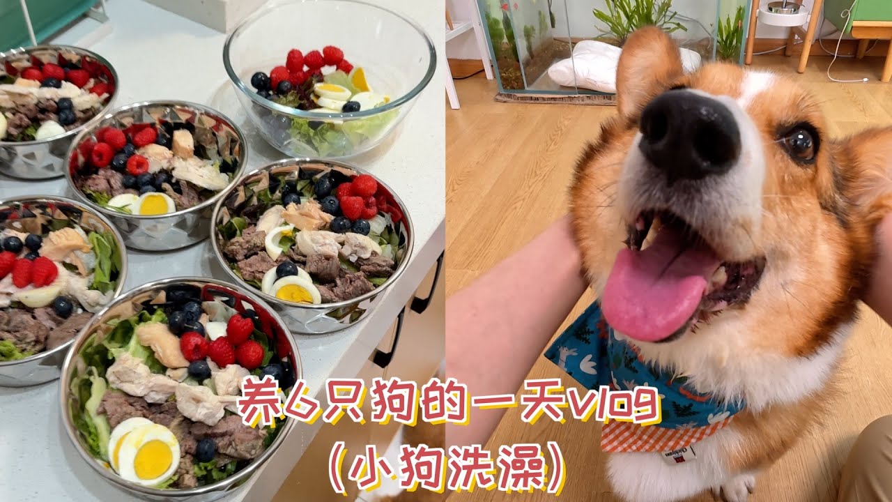 养6只狗的人一天到底都在忙什么？