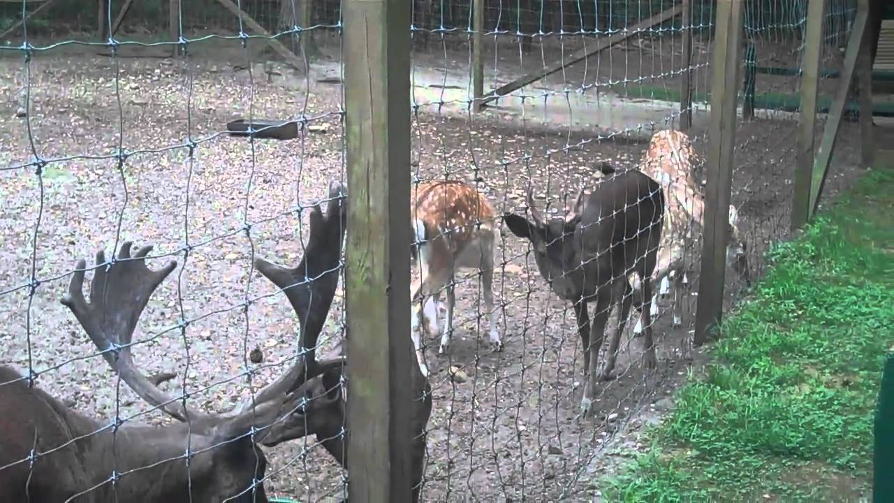 Europian Fallow Deer Call