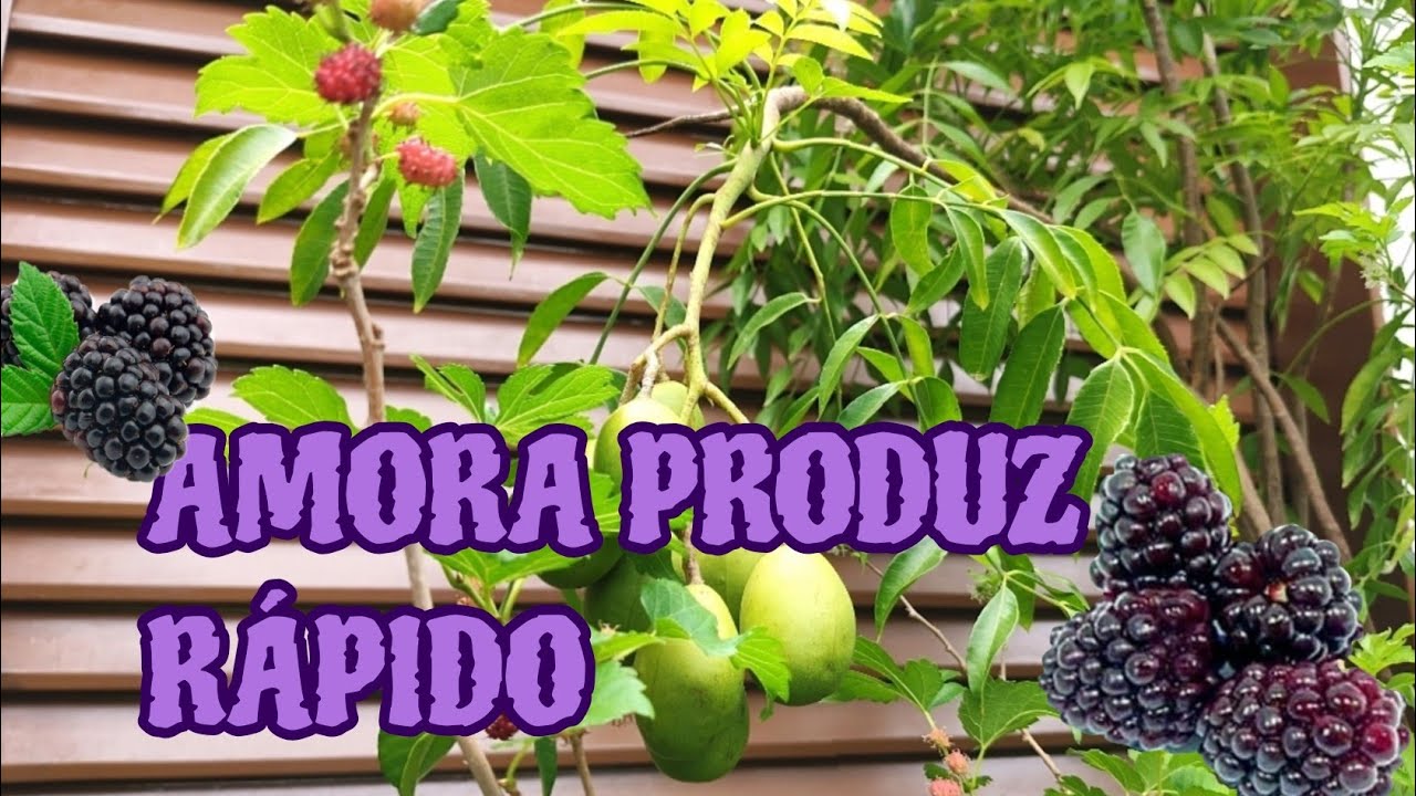 Ensinando a fazer a poda do pé de amora. 🌿