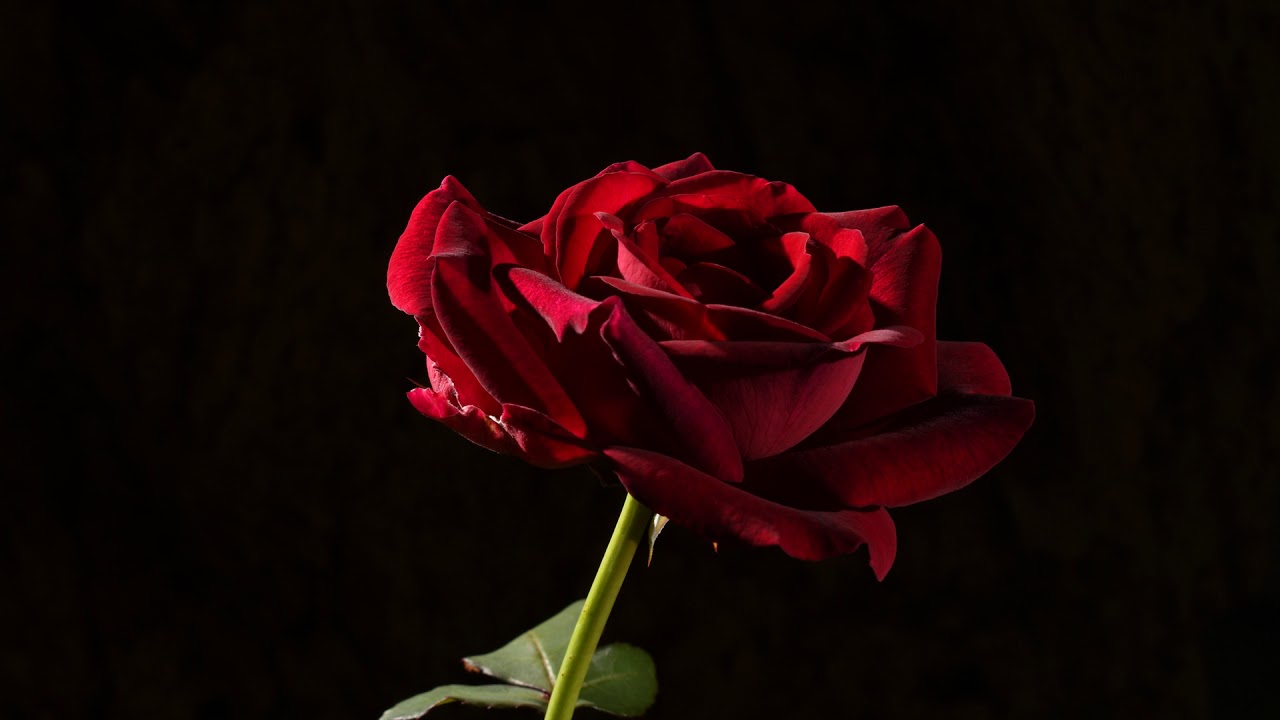 Red Rose revival with Enchanted journey