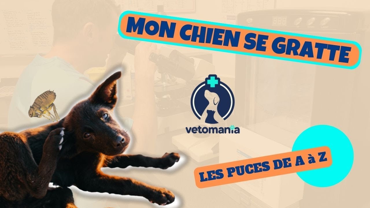 MON CHIEN SE GRATTE: LES PUCES DE A à Z