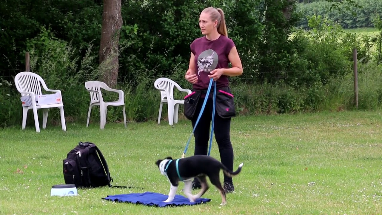 Sådan undgår du at din hund gør, når andre hunde gør.