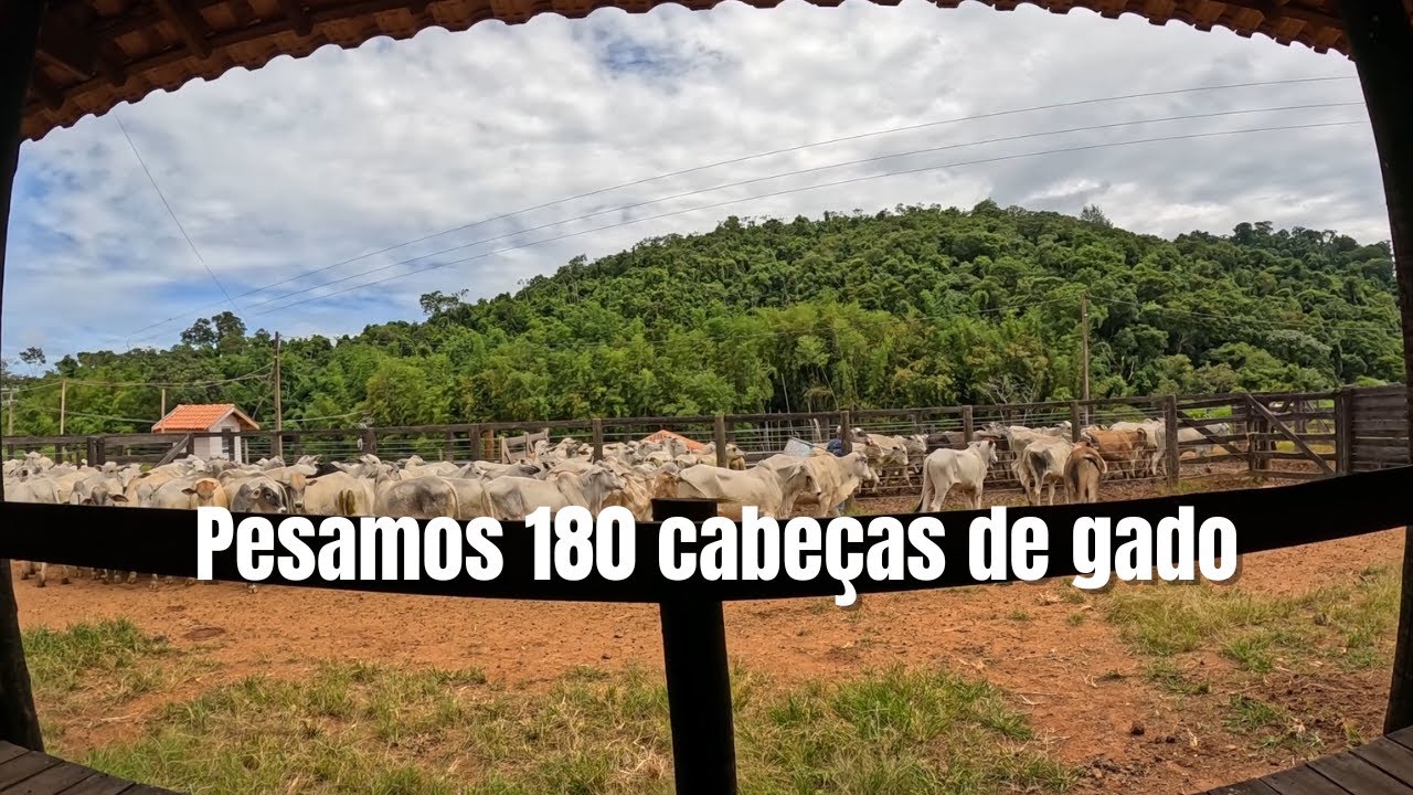 Pesamos 180 cabeças de gado de Recria !