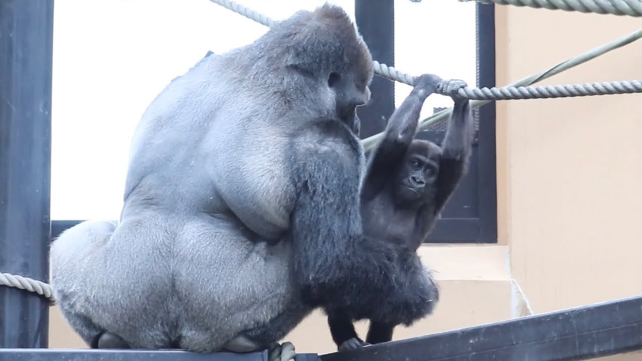 父モモタロウが息子を優しく抱き寄せてキス⁉︎⭐️ゴリラ Gorilla【京都市動物園】Momotaro gently hugged his son and kissed him⁉️