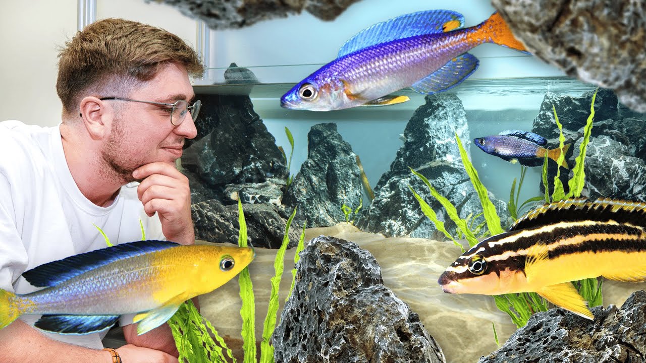Mes nouveaux POISSONS VIVENT dans des COQUILLES !