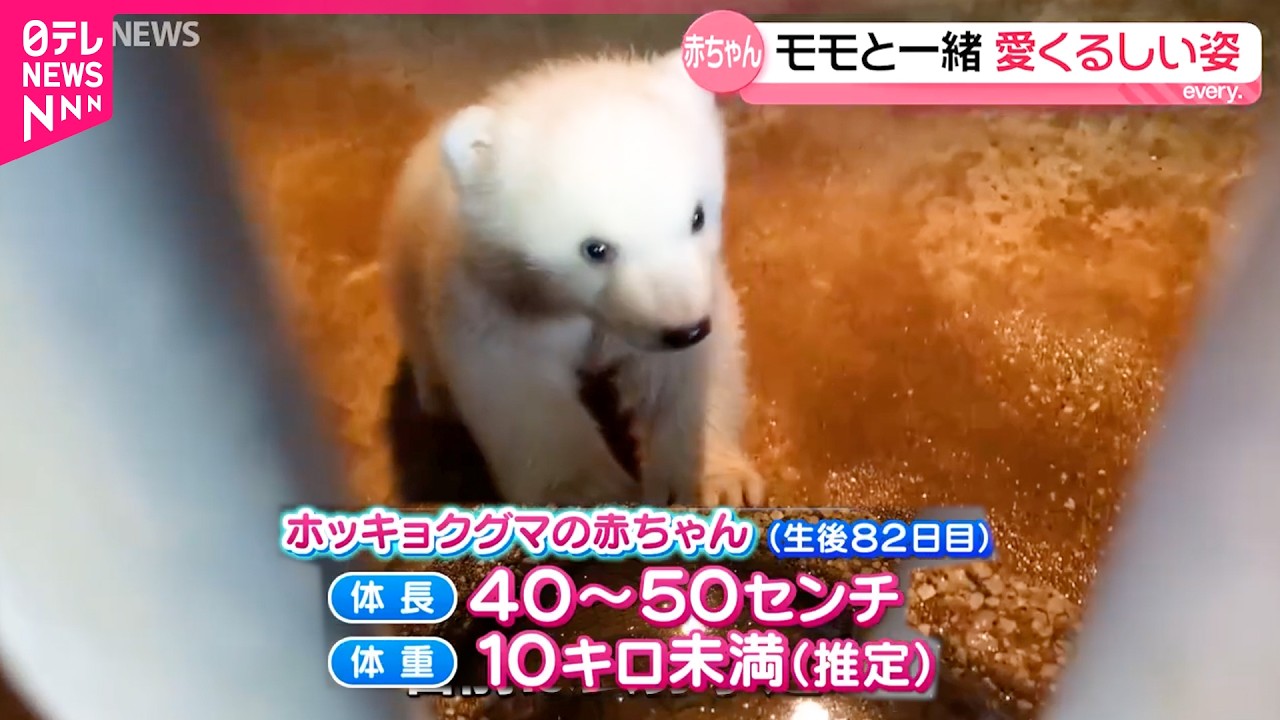 【すくすく成長中】ホッキョクグマの赤ちゃん  生後82日目 春以降一般公開へ　秋田　NNNセレクション