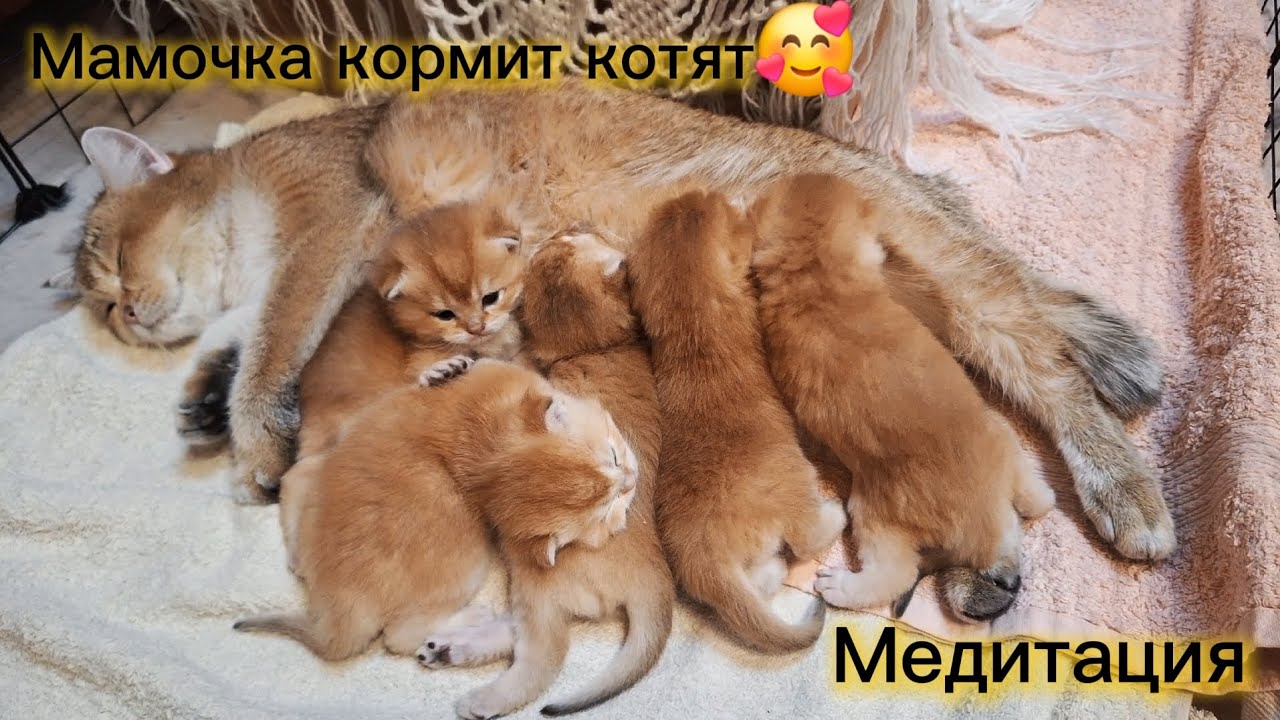 МАМОЧКА КОРМИТ КОТЯТ🥰🥰🥰         #cat #asmr #медитация 