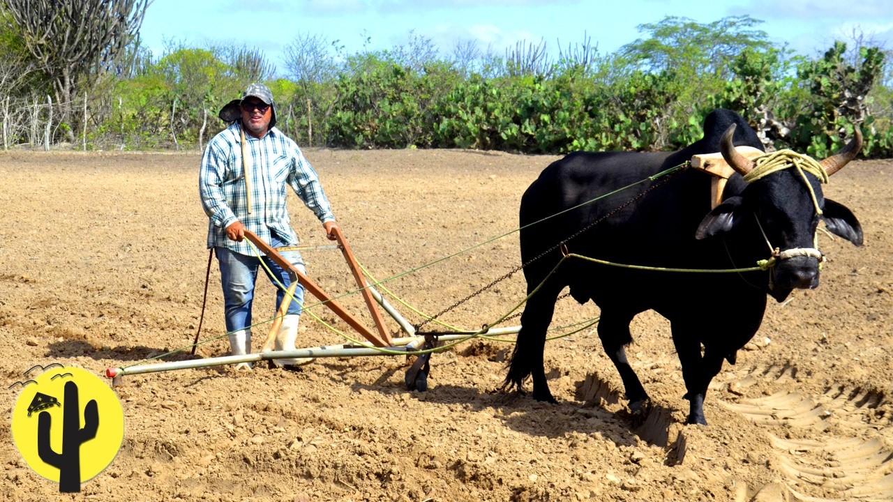 [VIDA NA ROÇA] Zé Preto, risca a TERRA para Plantar e fala do seu Gosto pela Agricultura - Parte 02🌵