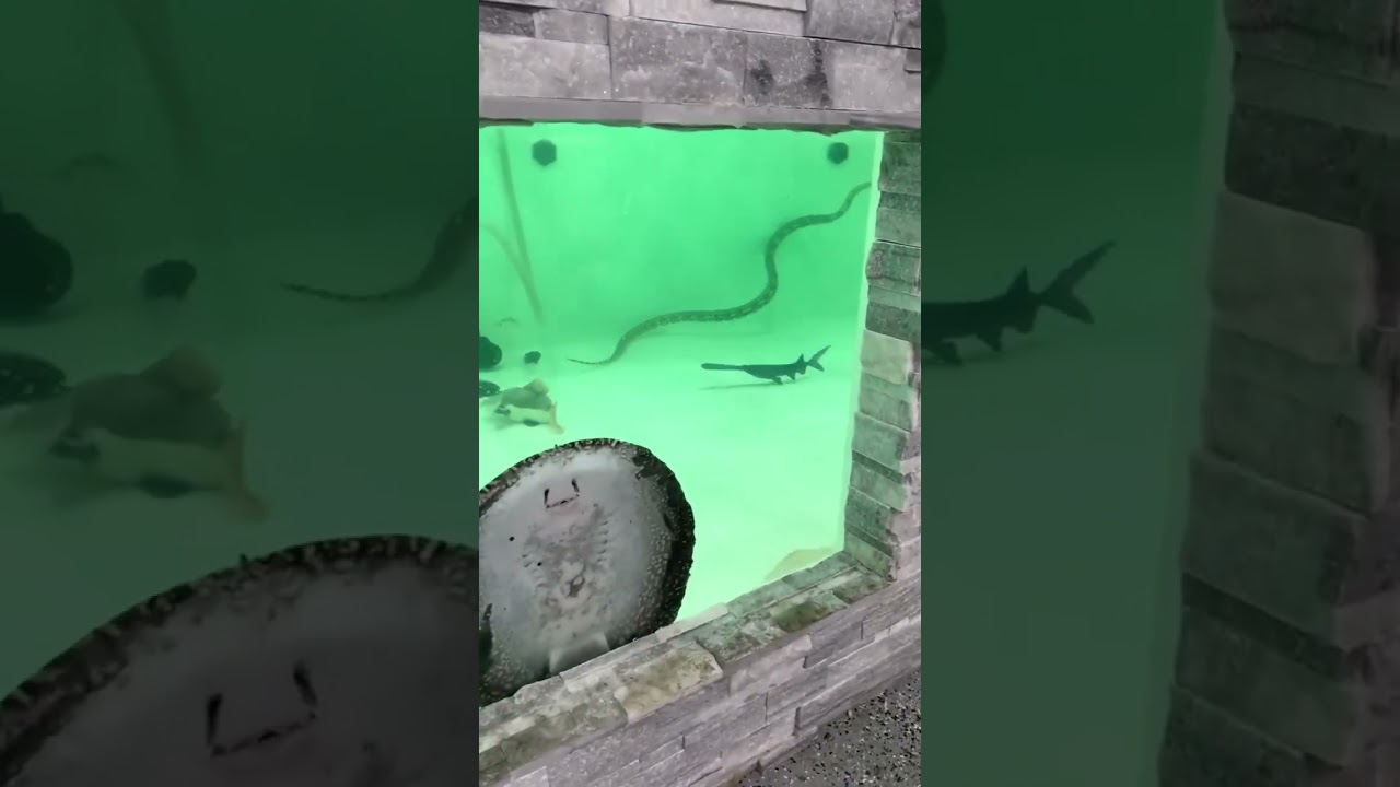 Giant Snake in my Fish Tank ???