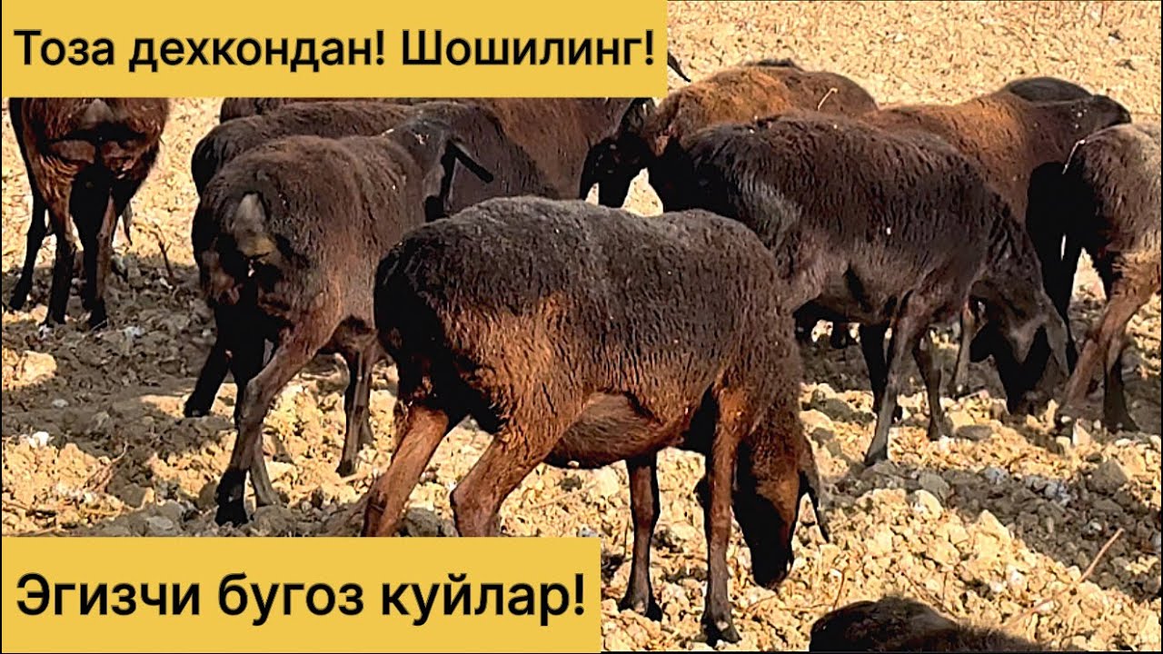 Эгизчи бугоз куйлар! Сотилиб кетган 