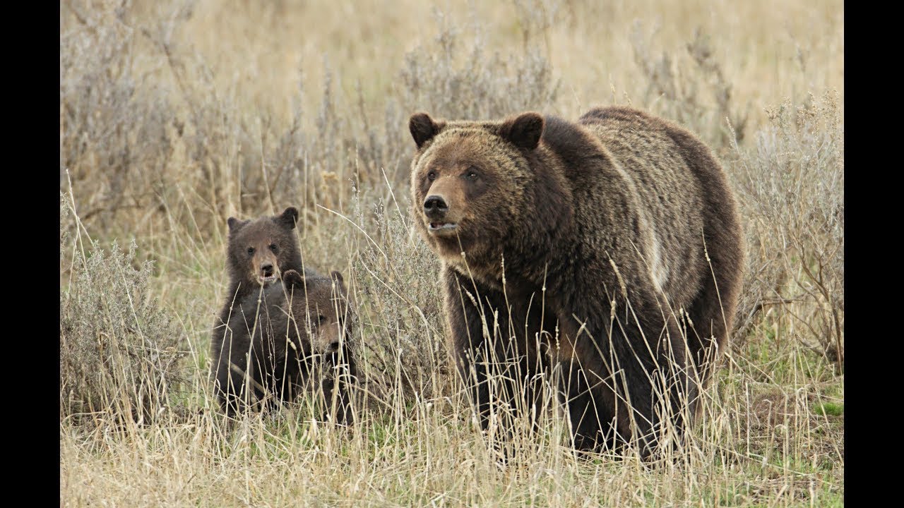 Glacier Science Videos - Glacier's Bears with John Waller