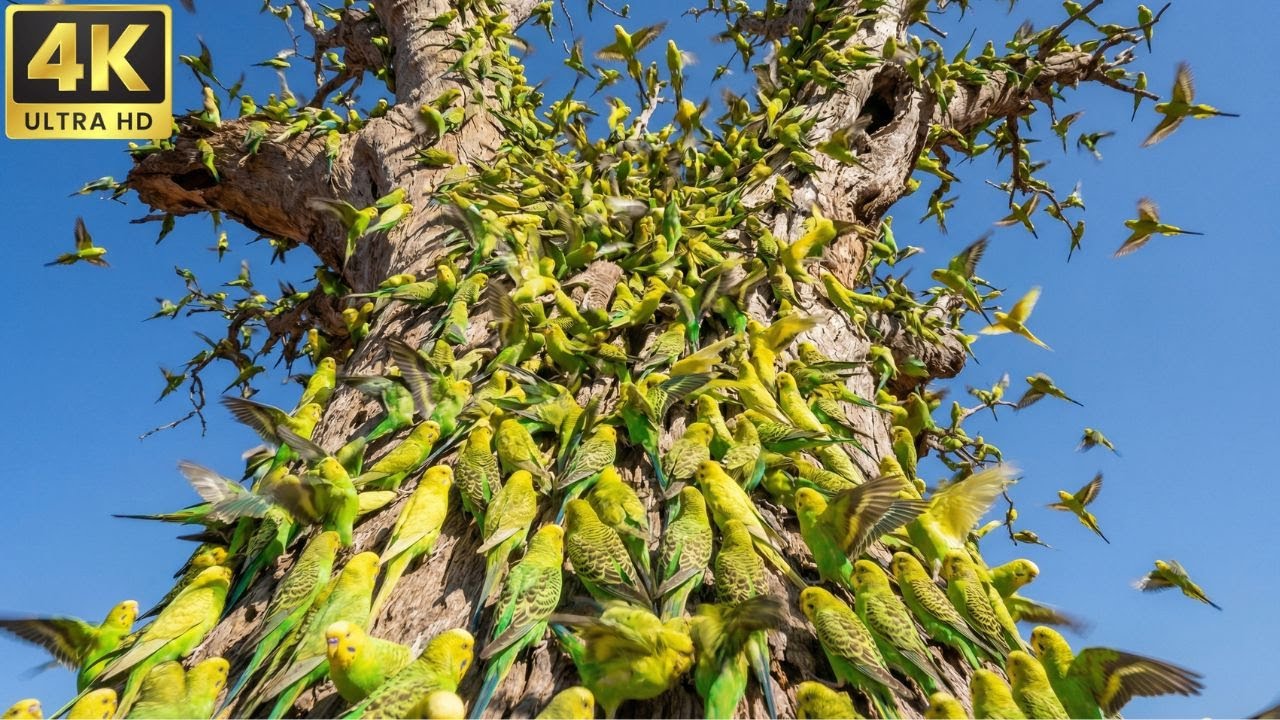 Master Songbirds: The Most Beautiful Bird Songs in the World | 4K Nature Sounds