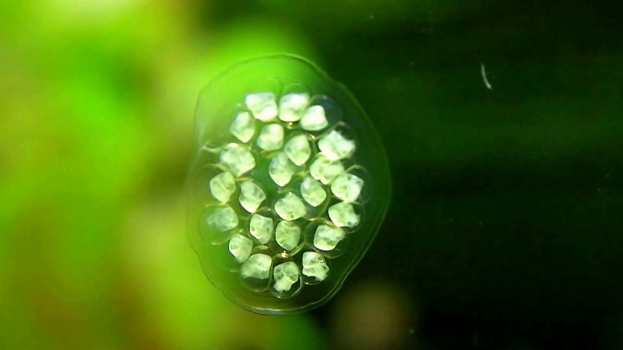 Ramshorn Snail eggs - from just layed to hatching.