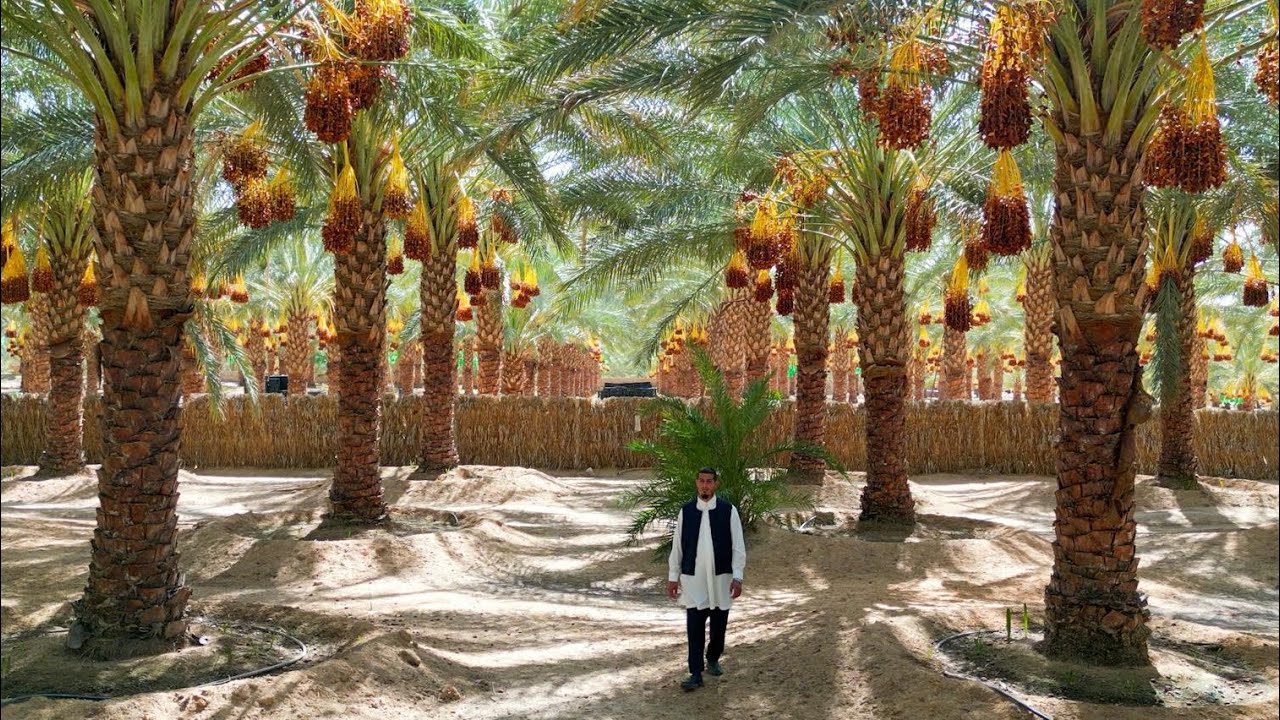 موسم جني دقلة نور الليبية (فلم وثائقي) 🌴🇱🇾