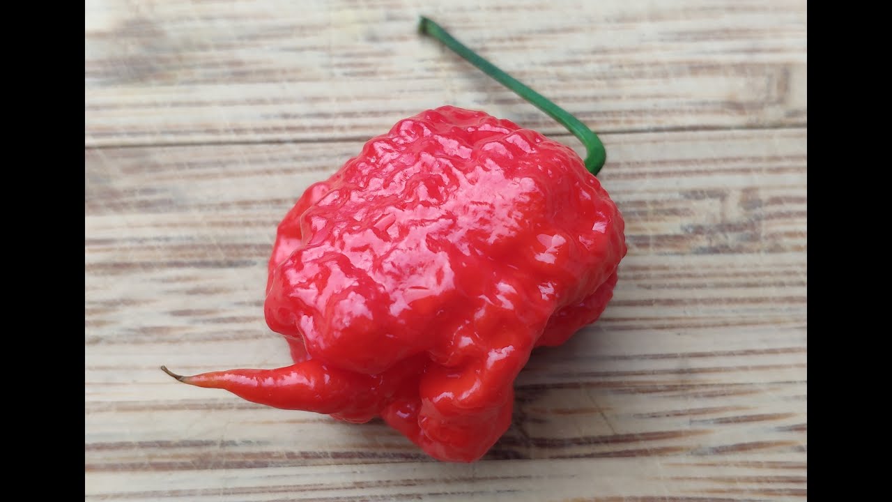 ZING - PR&Oacute;BA SMAKU