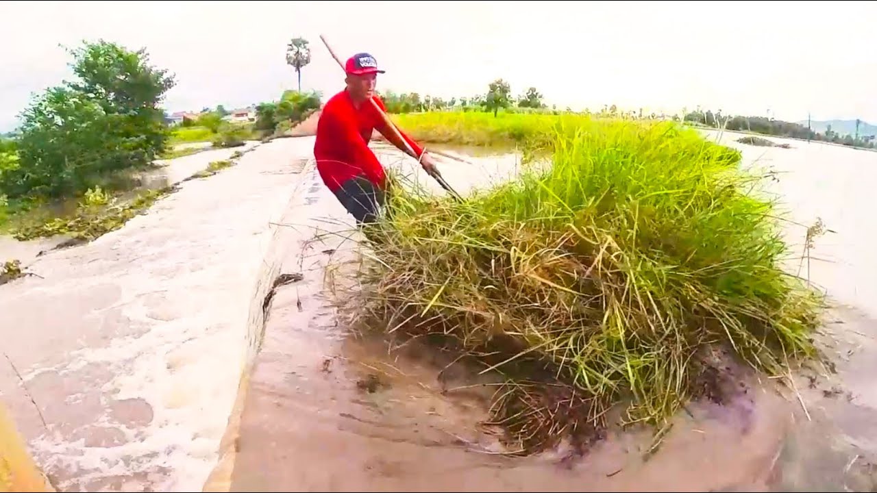 Remove Debris Clogged On Dam Drain Water- Good Solution For Dam Drain Water After Heavy Rain