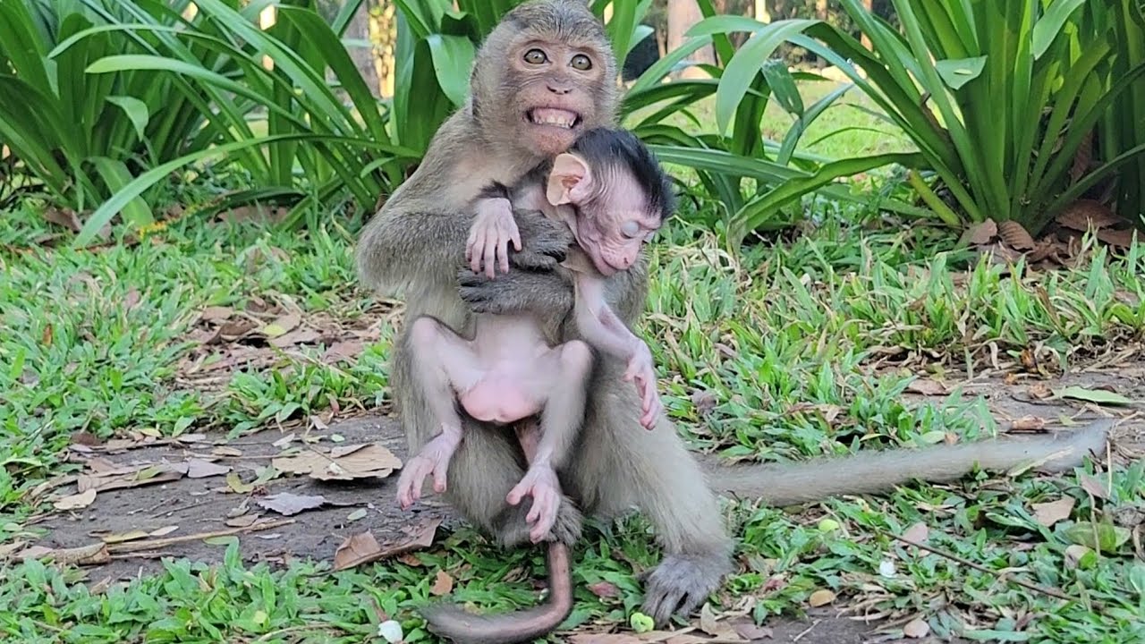 Adele monkey wants to be a good mother, but she doesn't have milk make her baby is weak💗🐒