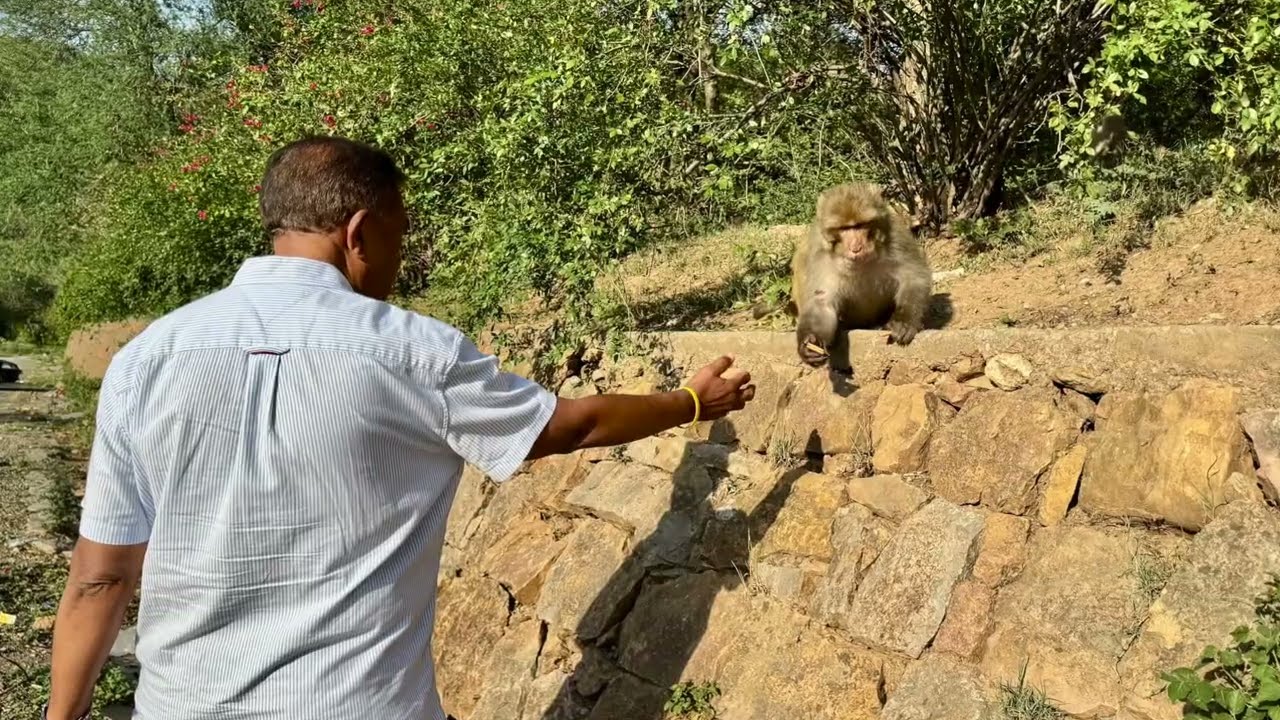 Islamabad  Monkey Park, Shah Faizal Masjid, Murree, National Monument of Pakistan