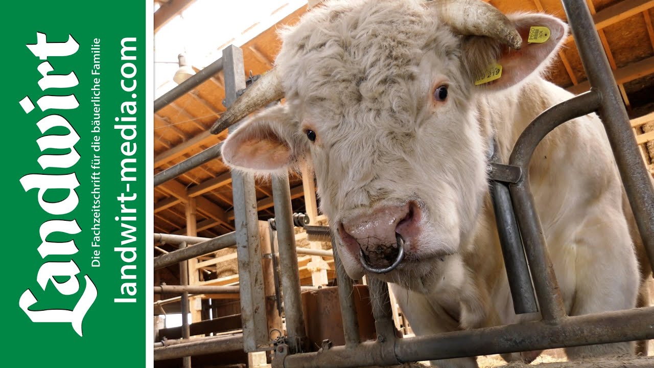Fleischrinder bewerten | landwirt-media.com