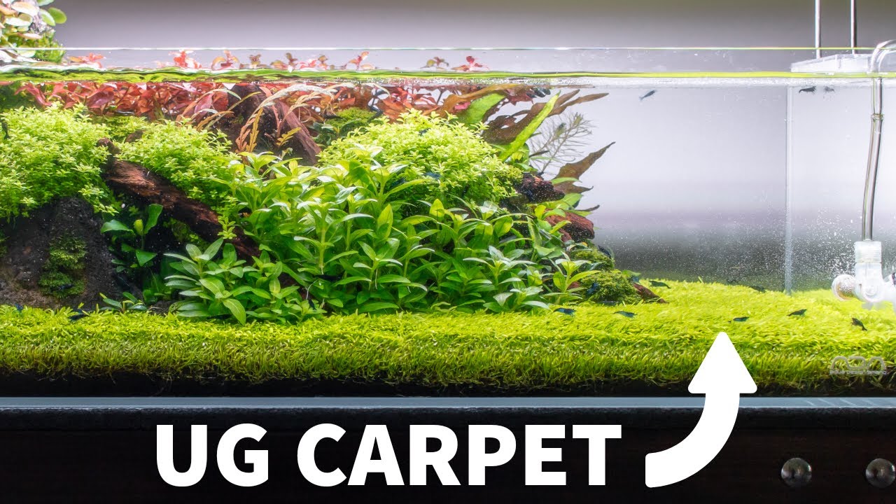 Shallow Aquascape with Utricularia Graminifolia Carpet