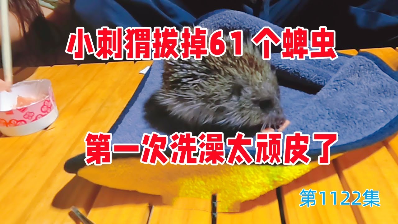 给上门求助的小刺猬拔掉61个蜱虫，小家伙第1次洗澡太顽皮了