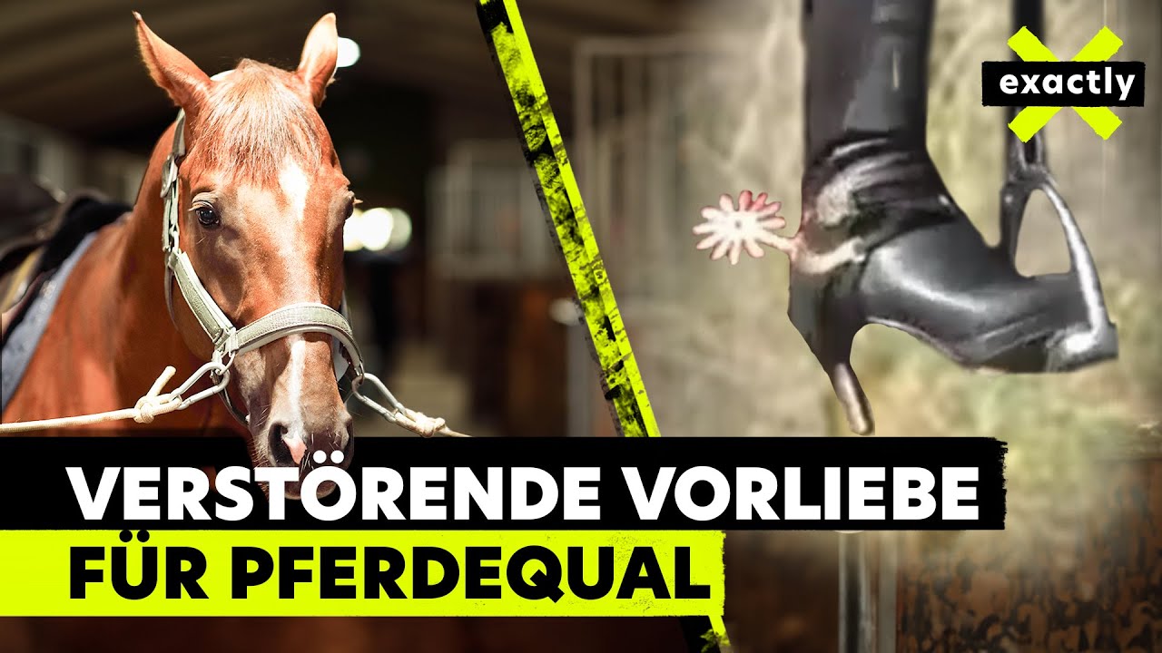 Gewalt an Pferden – wer steckt hinter den verstörenden Tierquälerei-Videos? |  Doku |  exactly