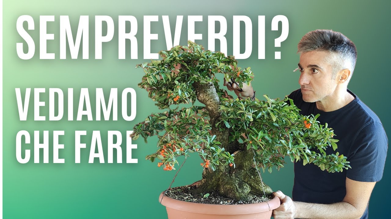 COME MANTENERE un BONSAI SEMPREVERDE di PYRACANTHA IN AUTUNNO