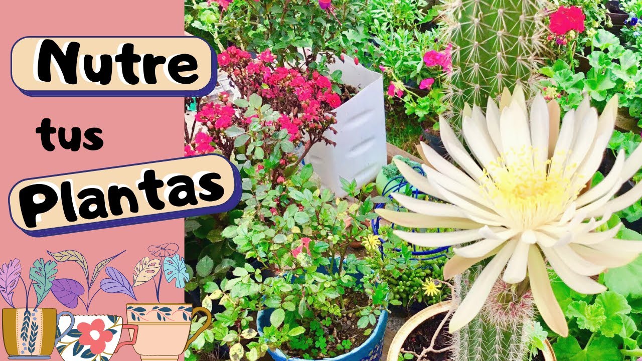 Fertilizante o abono casero de espinacas, cascara de plátano y carbón