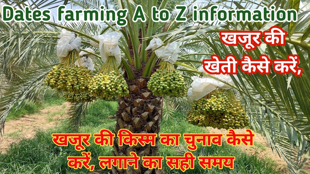 खजुर की खेती लाइव अपडेट डॉक्टर ध्रुव राज गोदरा से PHD होल्डर से A टू Z जानकारी