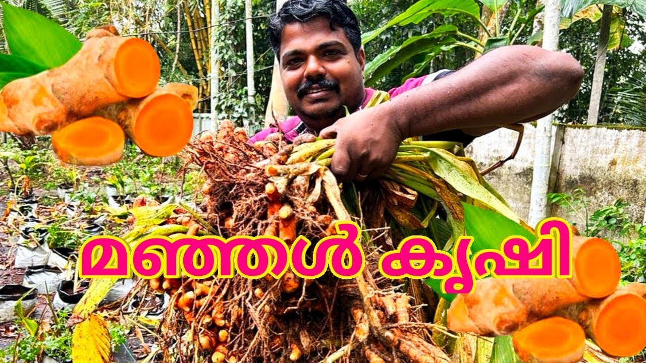 മഞ്ഞൾ കൃഷി