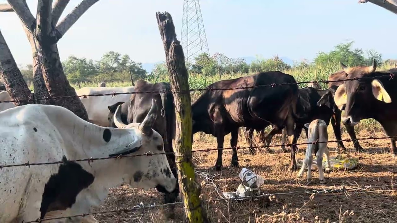Descornando las vacas.  La bolsa Gro 