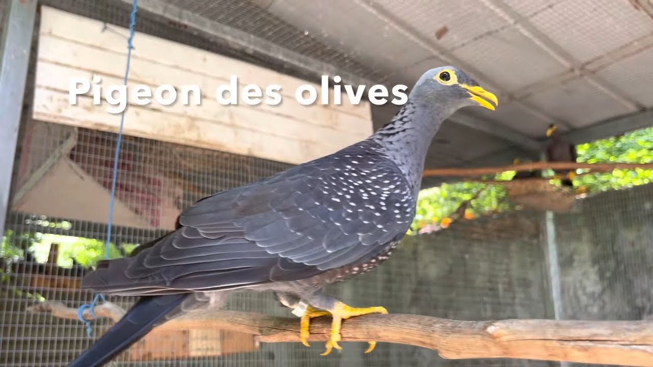 Pigeon olives, African olive pigeon