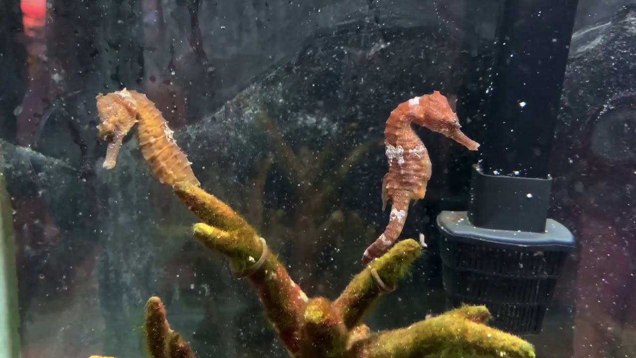 Fish of the week vol. 7 - Lined Seahorses