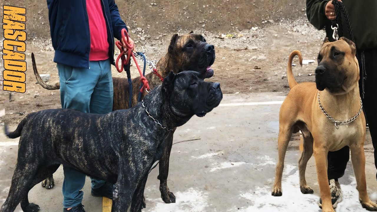 Poderoso Presa Canario 🔥 American Bully - MASCADOR