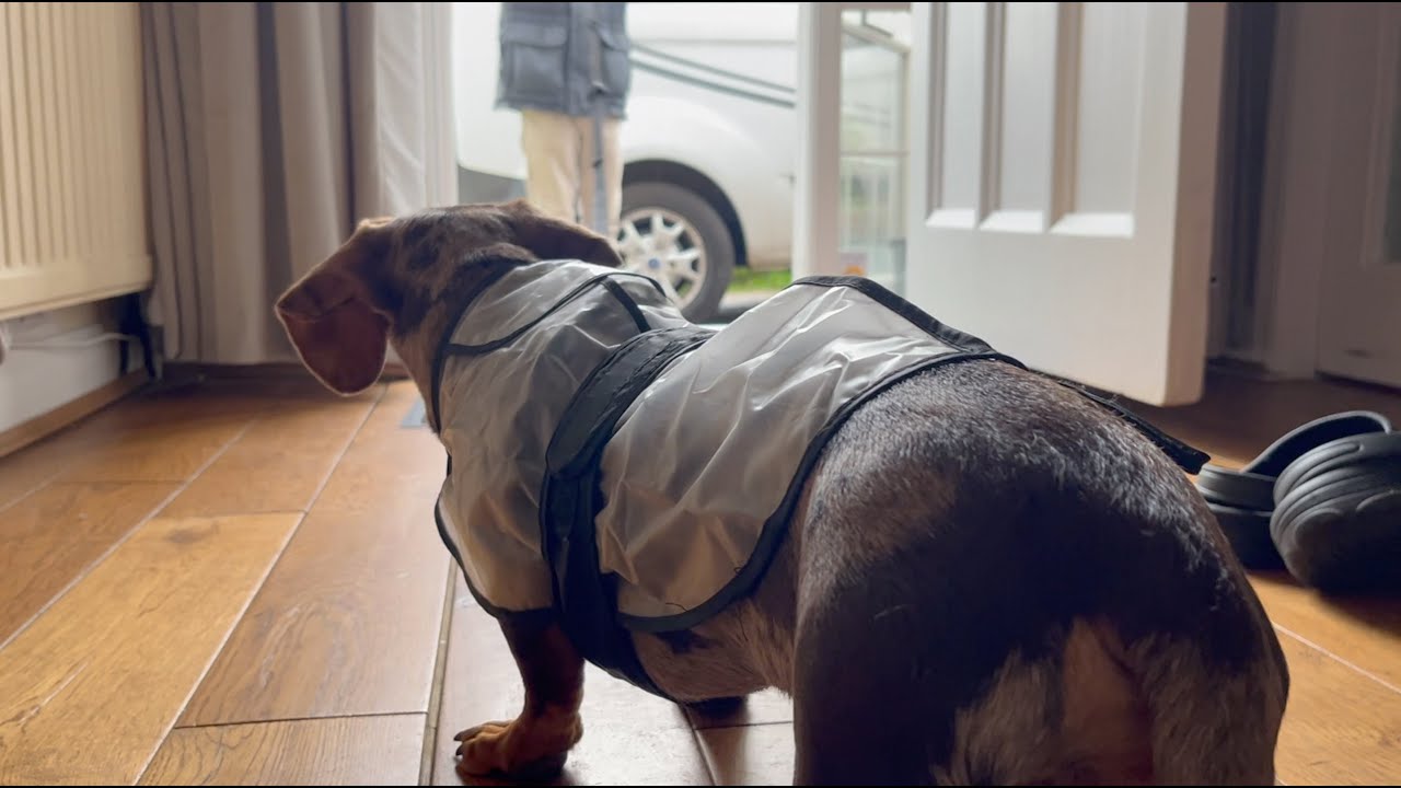 Dachshund Puppy vs RAIN aka the GREAT BRITISH WEATHER