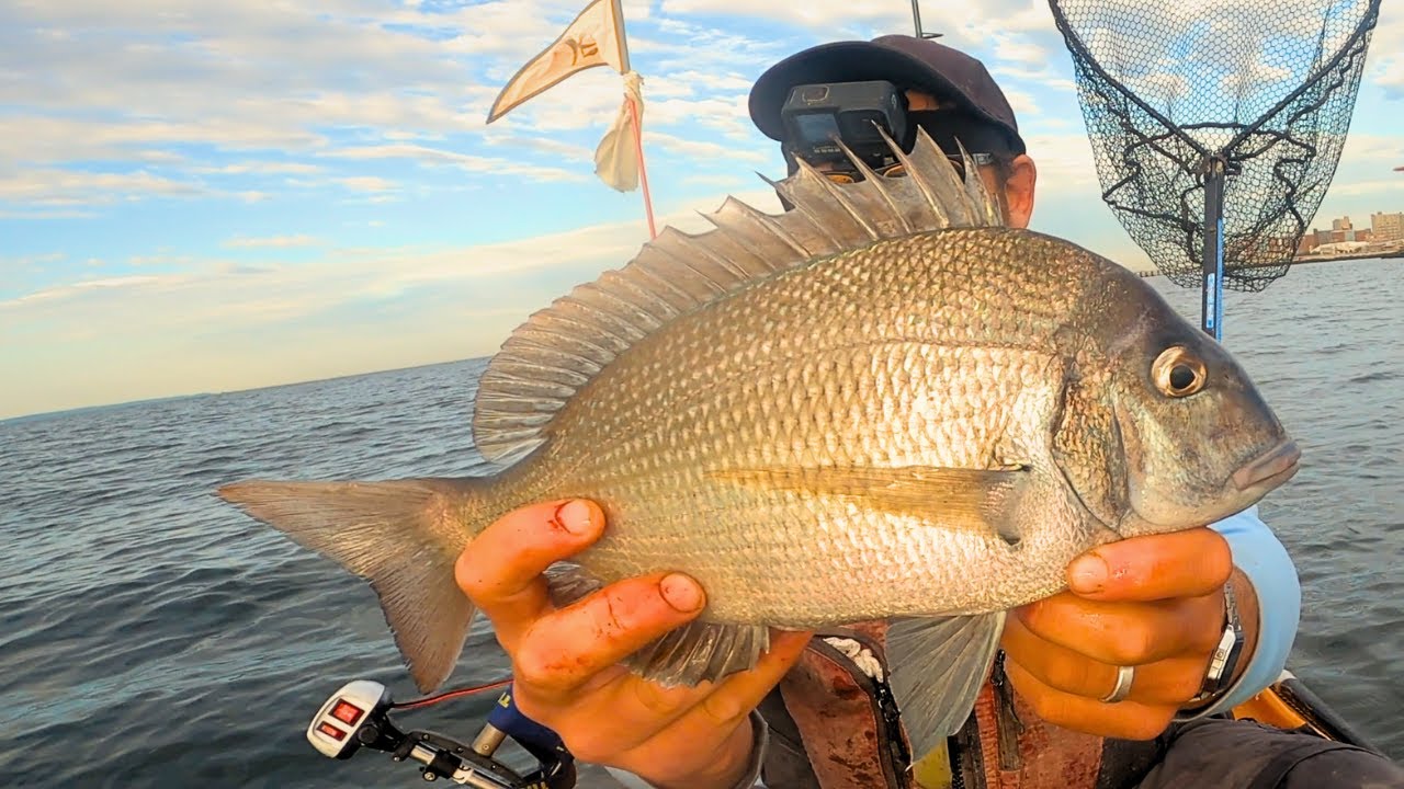 It's PORGY O'Clock! NYC Porgy and Fluke Kayak Fishing