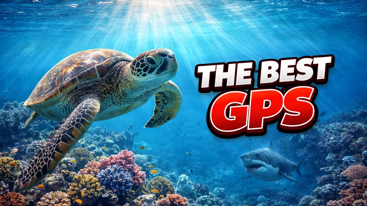 sea turtles use a GPS