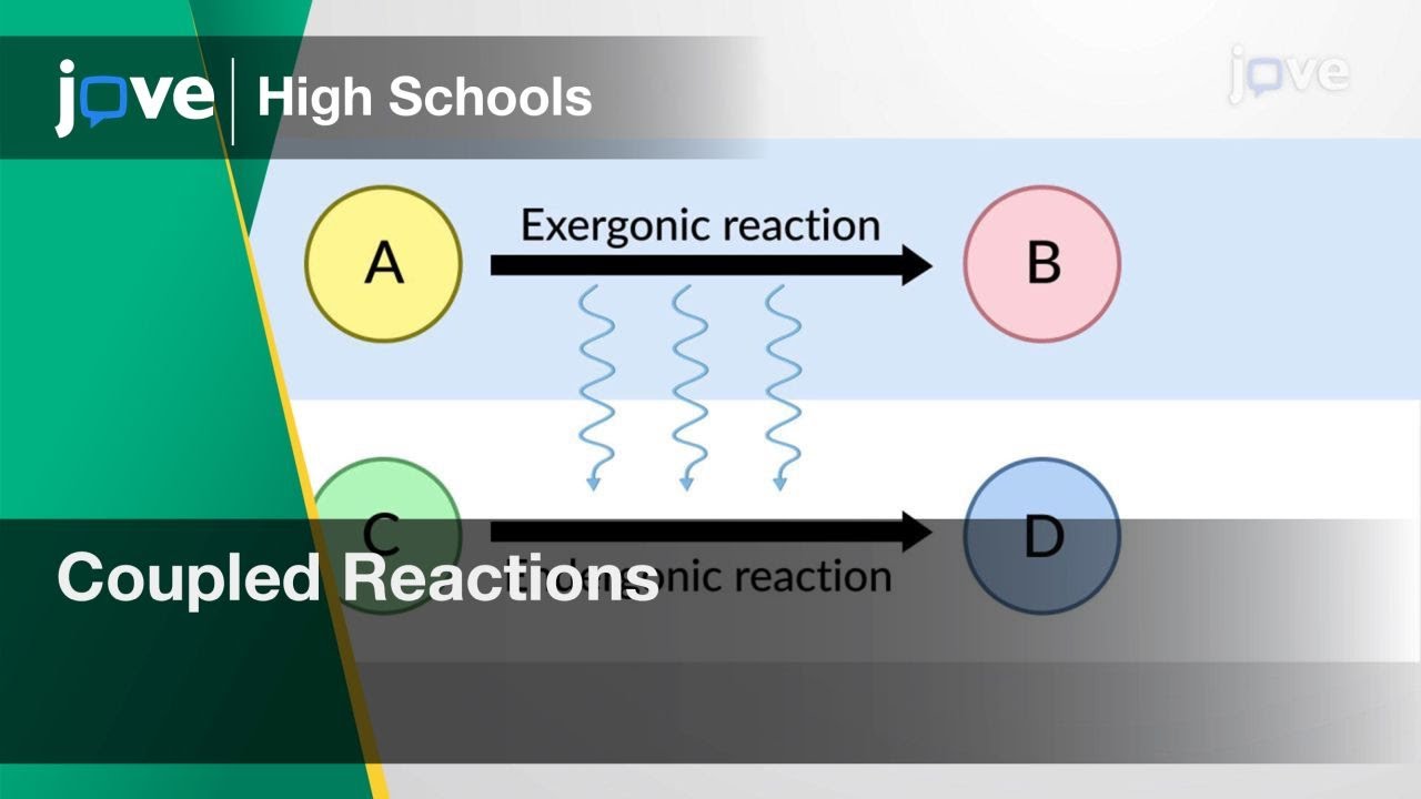 Coupled Reactions | Cell Bio | Video Textbooks - Preview
