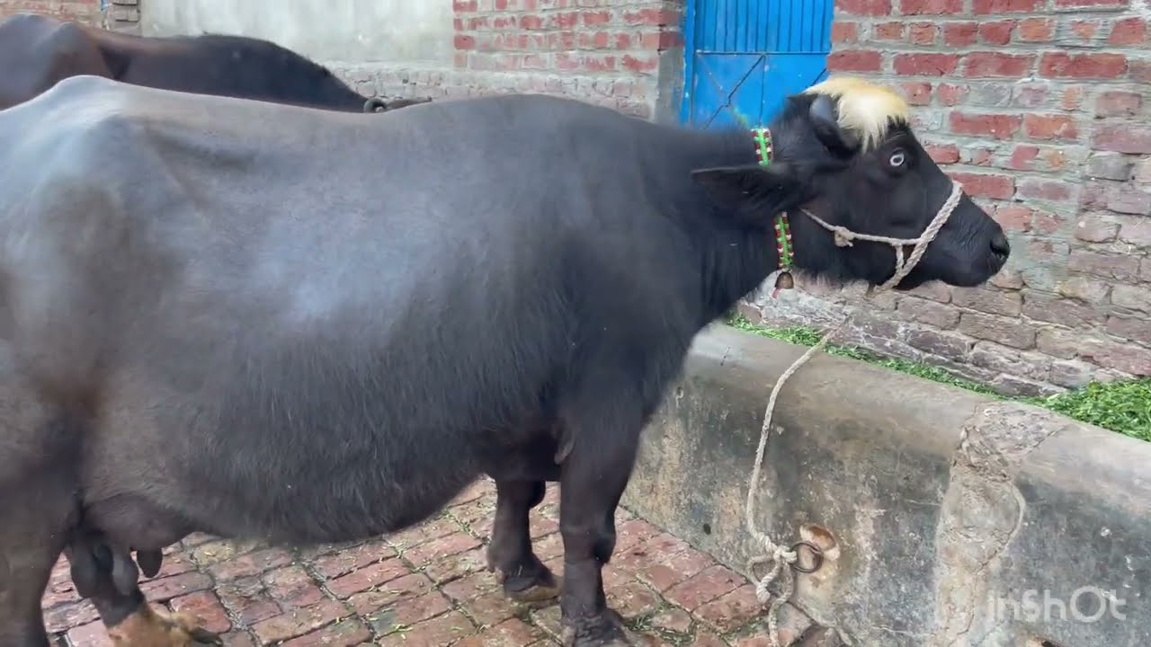 Haji Rasheed ماشاللہ دودھ والی جھوٹی🐄🐃🐃🐮