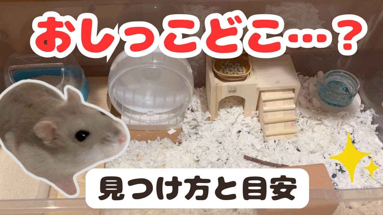 ハムスターのおしっこ、どこでしてるかわからない人へ