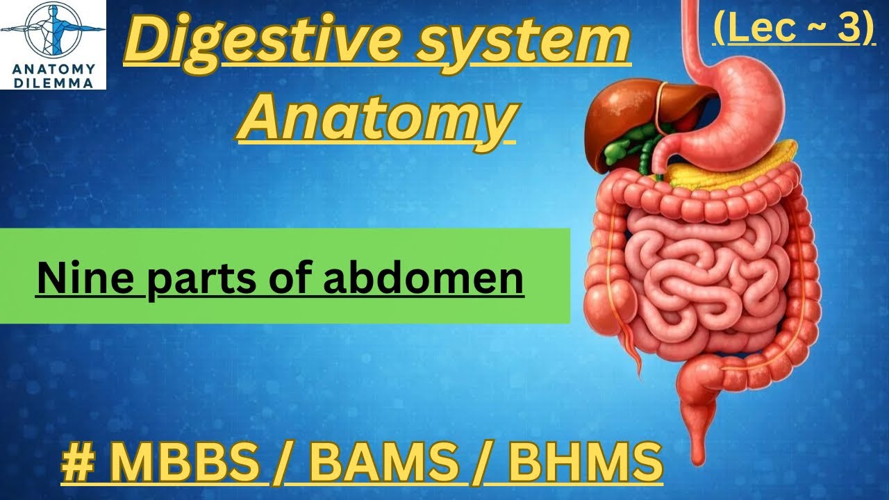 Nine parts of abdomen | digestive system anatomy | DR ~ Mukul Goyal |Anatomy dilemma| #mbbs #bams 