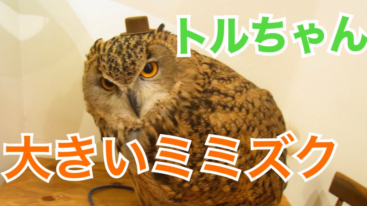 トルクメニアンワシミミズク  ふくろう  【Turkmenian Eagle Owl】