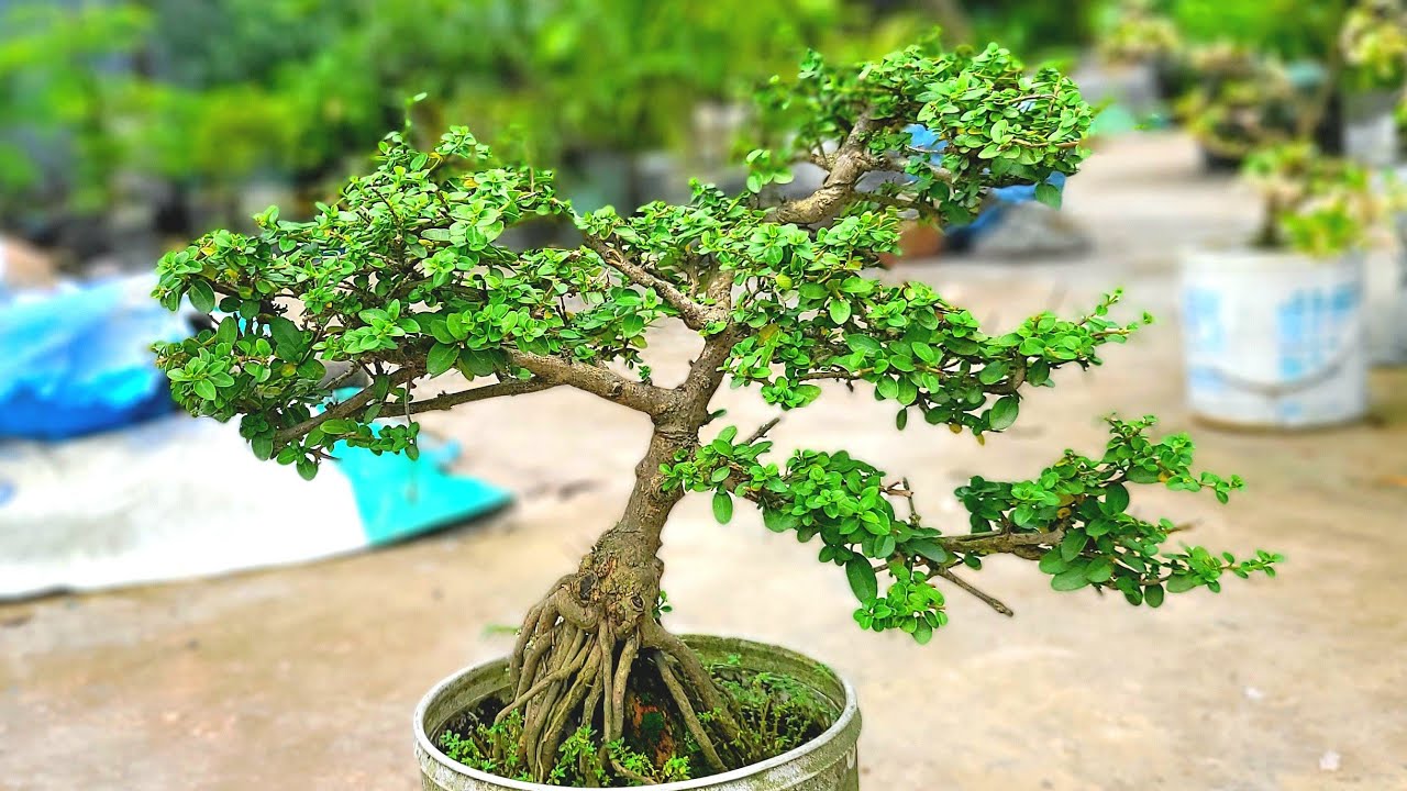 Informal upright with root over rock style..work continues!premna microphilia!!