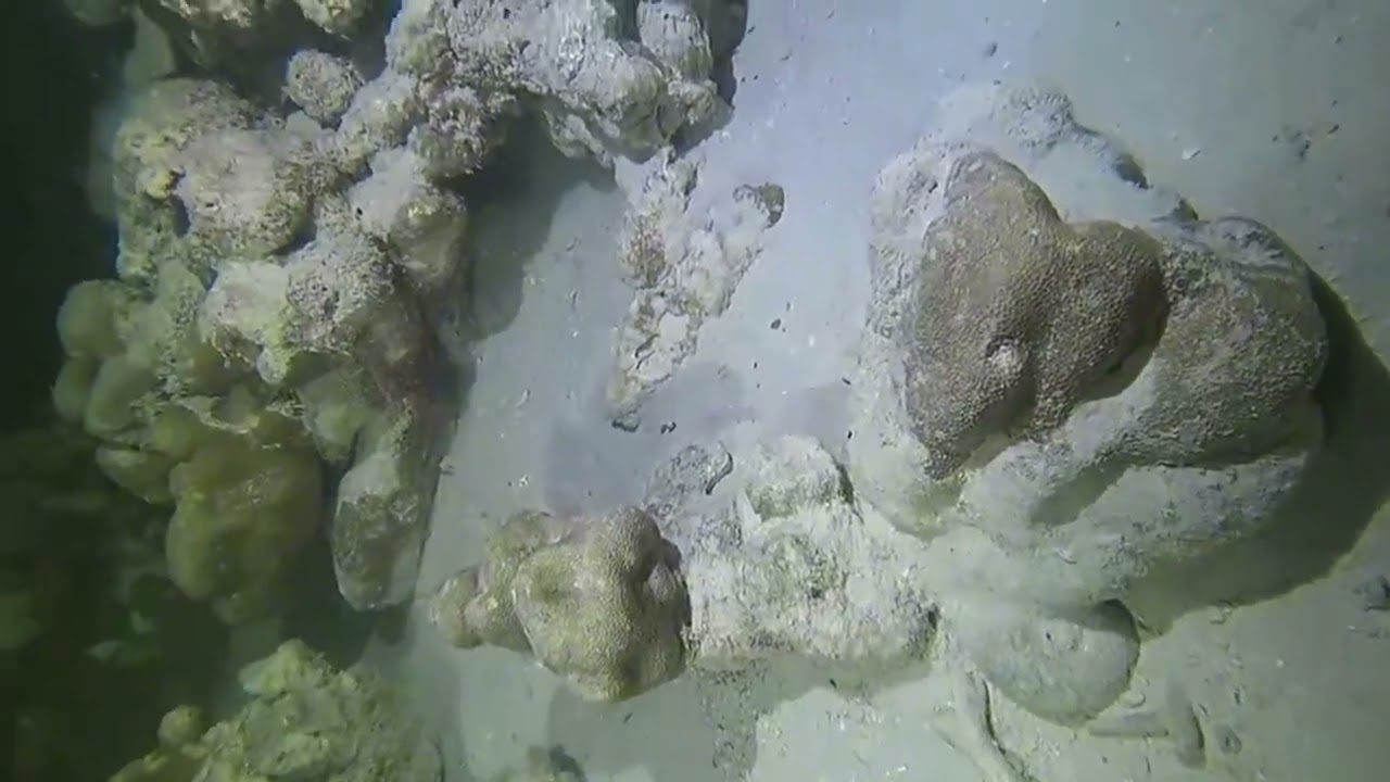 What can you find at the bottom of the ocean in a day? Fish, crabs, shrimp, snails, clams.