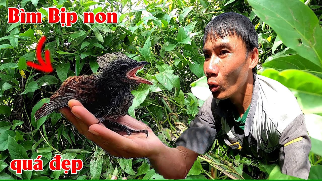 Trèo lên ngọn bụi Tre bắt tổ Bìm Bịp tặng fan