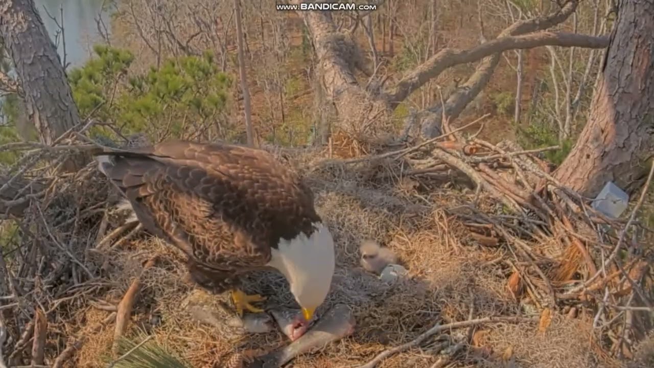 KNF Bald Eagle E3- bielik amerykański - Andria III karmi 🐥,  klucie 2 maluszka 🐣 2026 01 30
