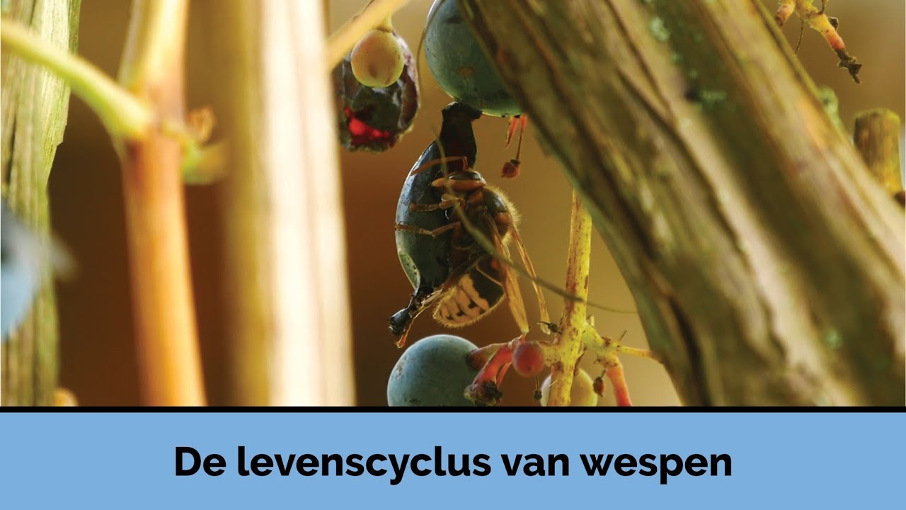 Levenscyclus van de wesp