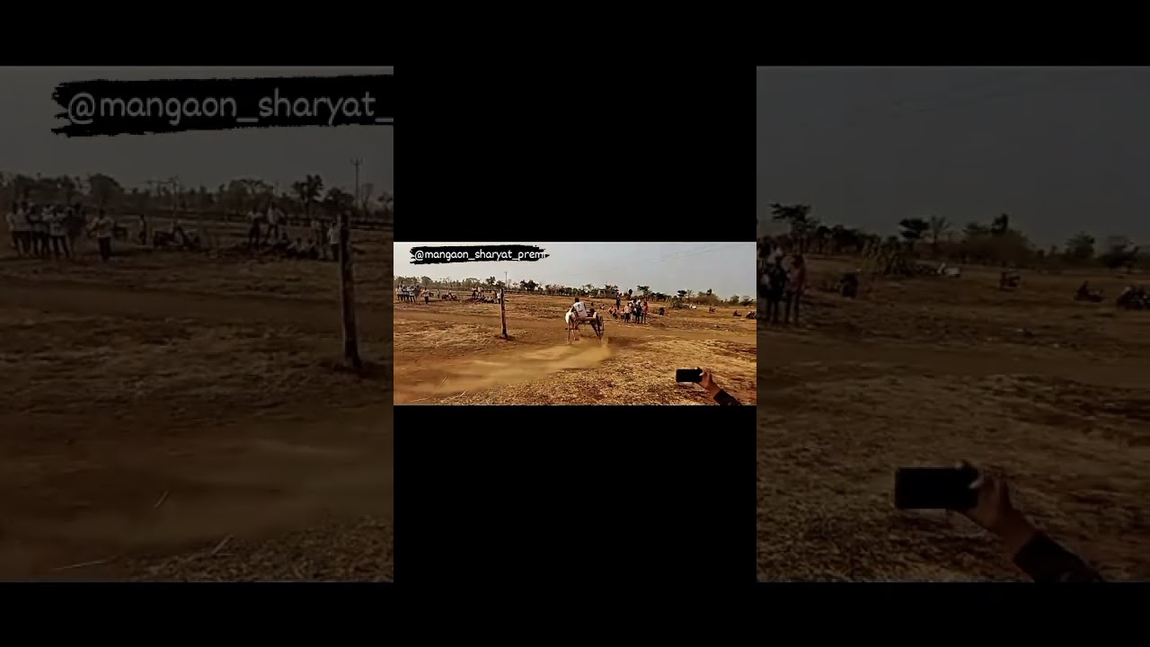 Mangaon Bailgada Sharyat 😍❤️
