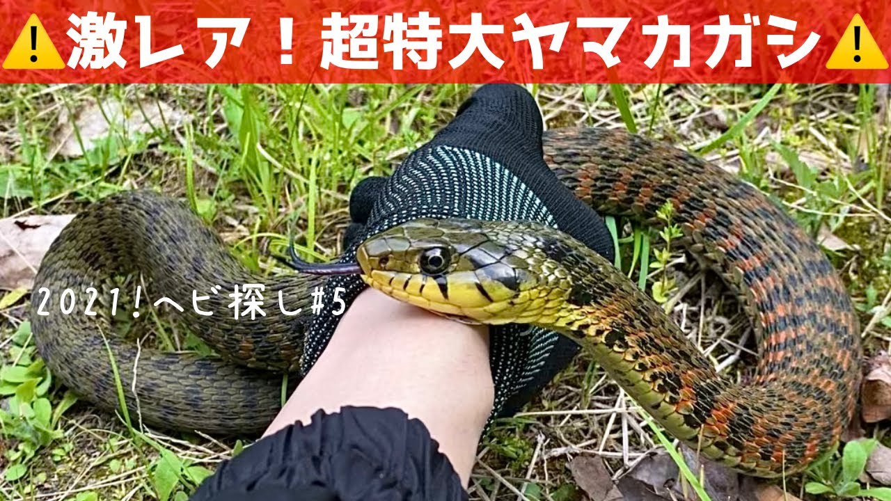 蛇採取2021！#5 〜超特大ヤマカガシ〜【蛇探し、捕獲】♦️Journey to catch snakes 2021!#5〜Very ferocious rhabdophis tigrinus〜