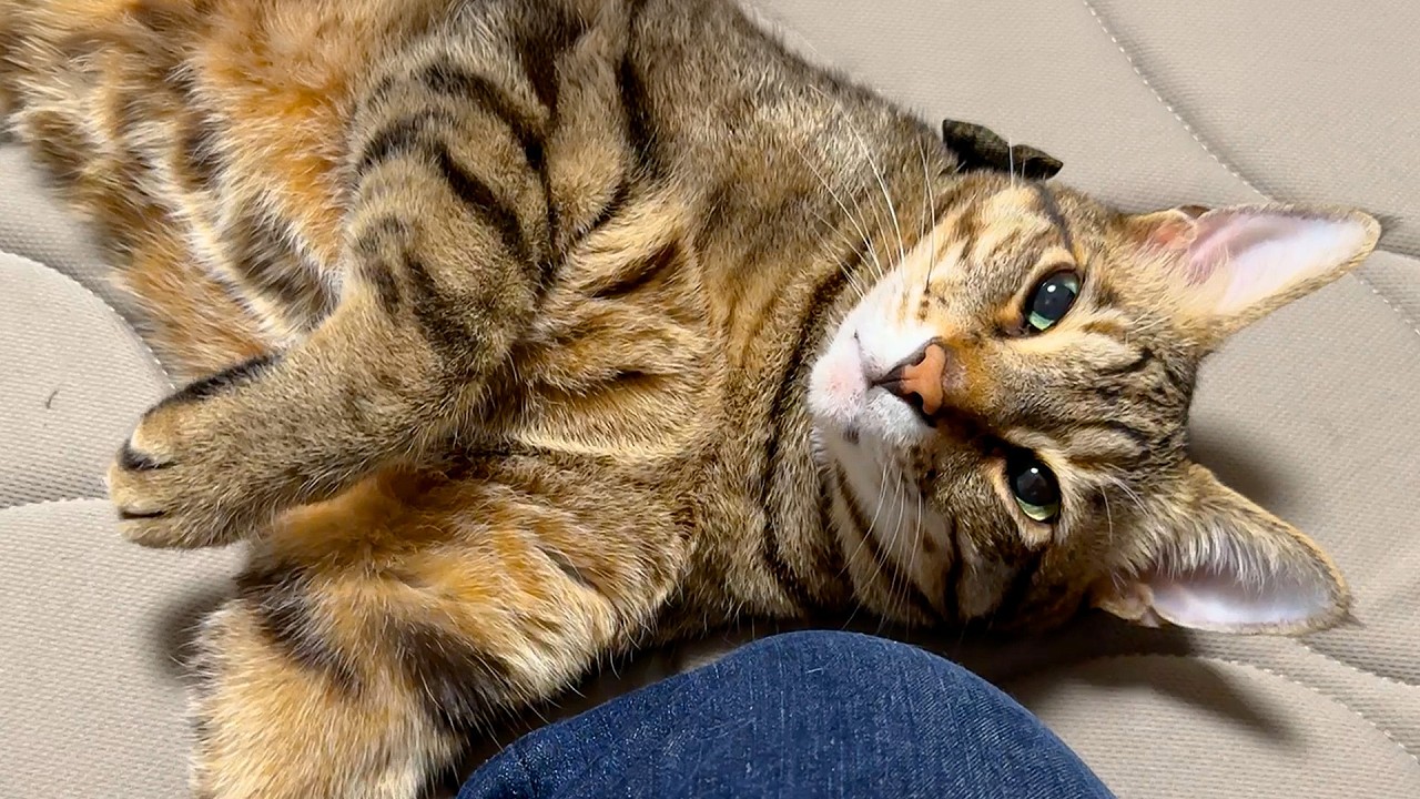 飼い主に名前を呼ばれるだけで、ゴロゴロが鳴り止まずデロ甘えする猫の愛が重すぎて最高でした…。